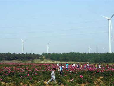 入花海、系民生