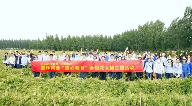 【清心明目】康缘集团开展金银花采摘主题党日活动