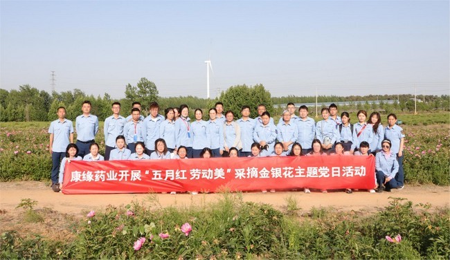 【清心明目】康缘集团开展金银花采摘主题党日活动